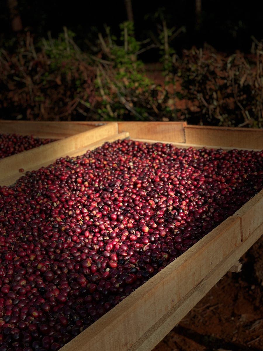 Ripe coffee cherry drying on raised beds at Gundikhan Estate